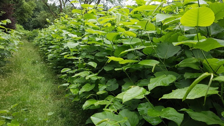 Japanese Knotweed2